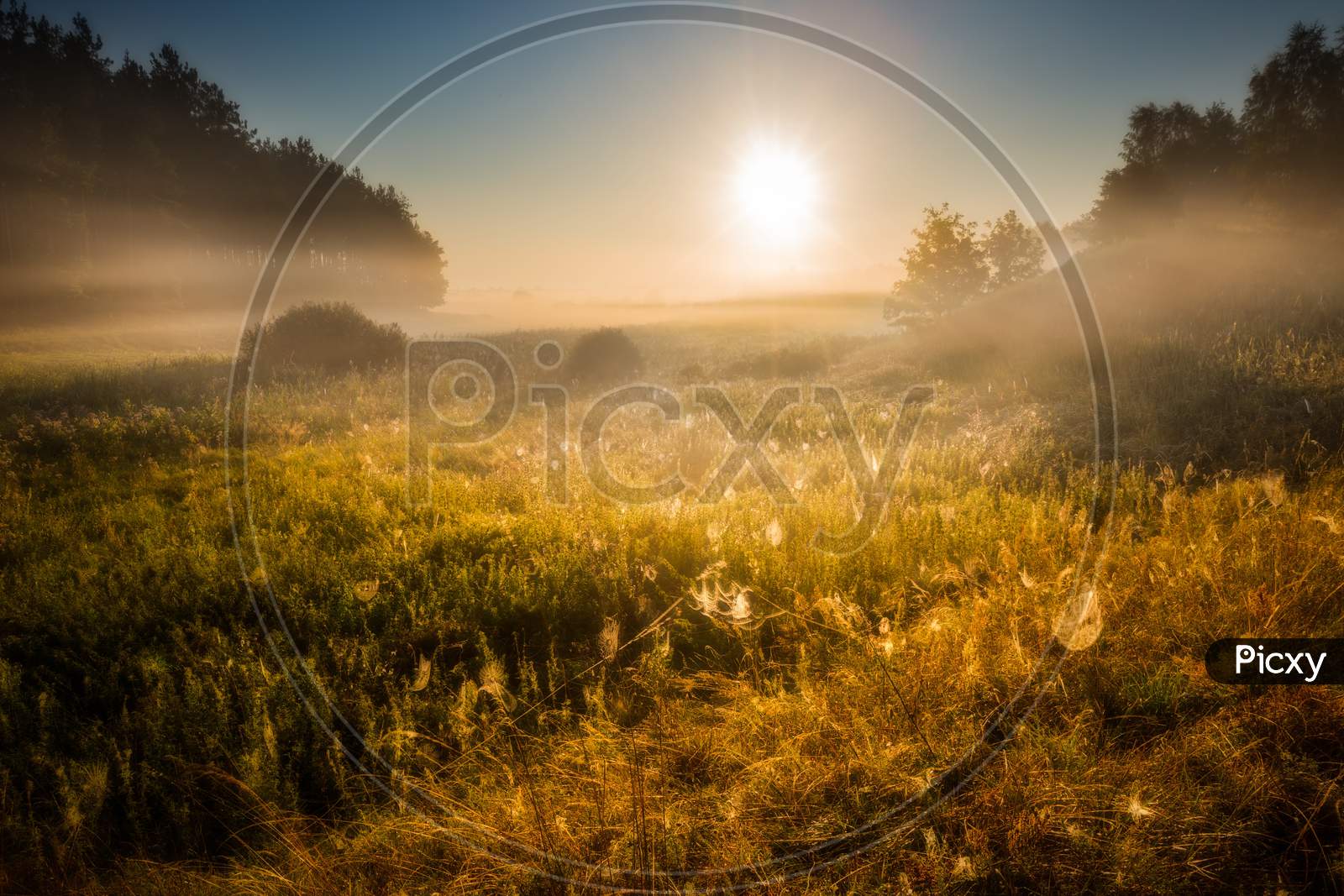 Morning On Foggy Meadow Landscape
