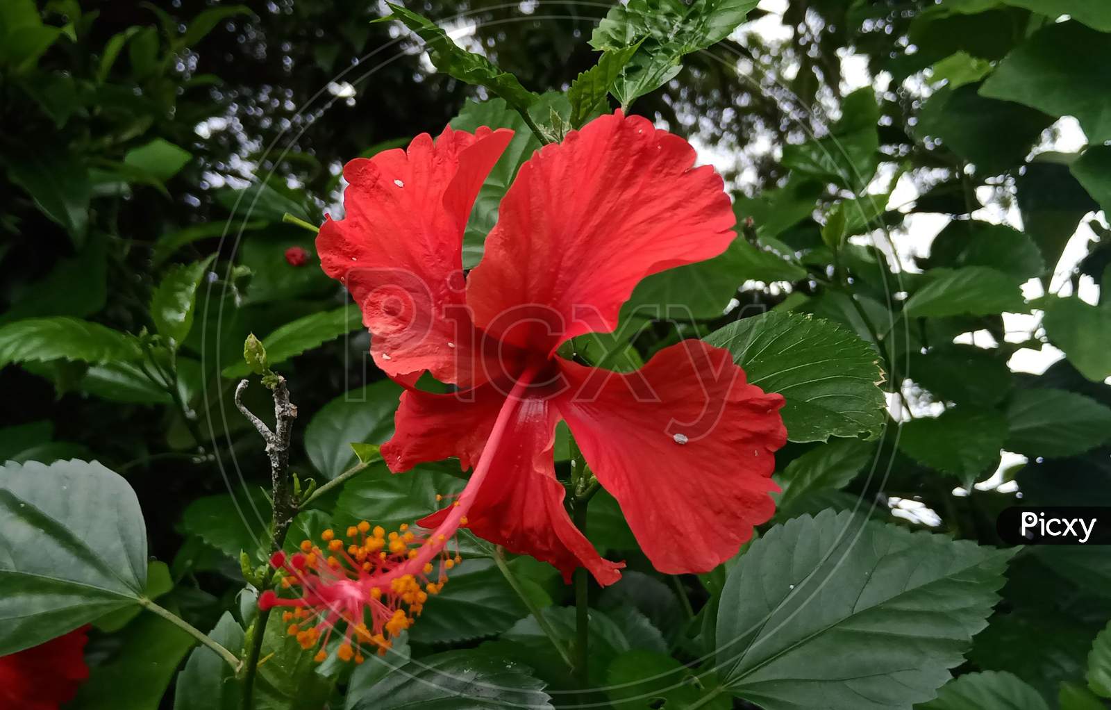 Red hibiscus flower on plant