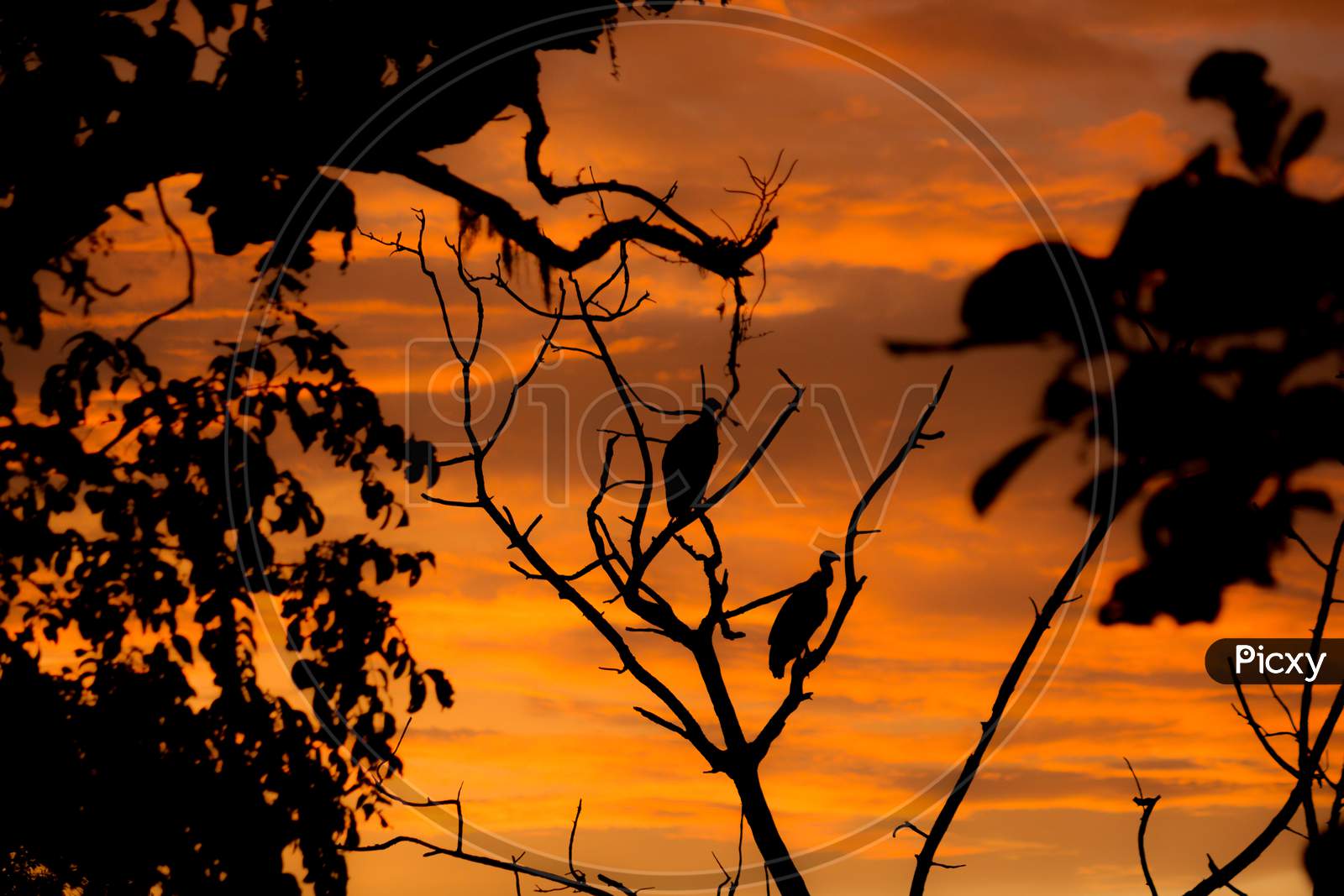 A Cute Silhouette Picture of Vultures resting on a Tree in the Evening Twilight against the Orange sky in Kabini Jungle near Mysuru in Karnataka/India.