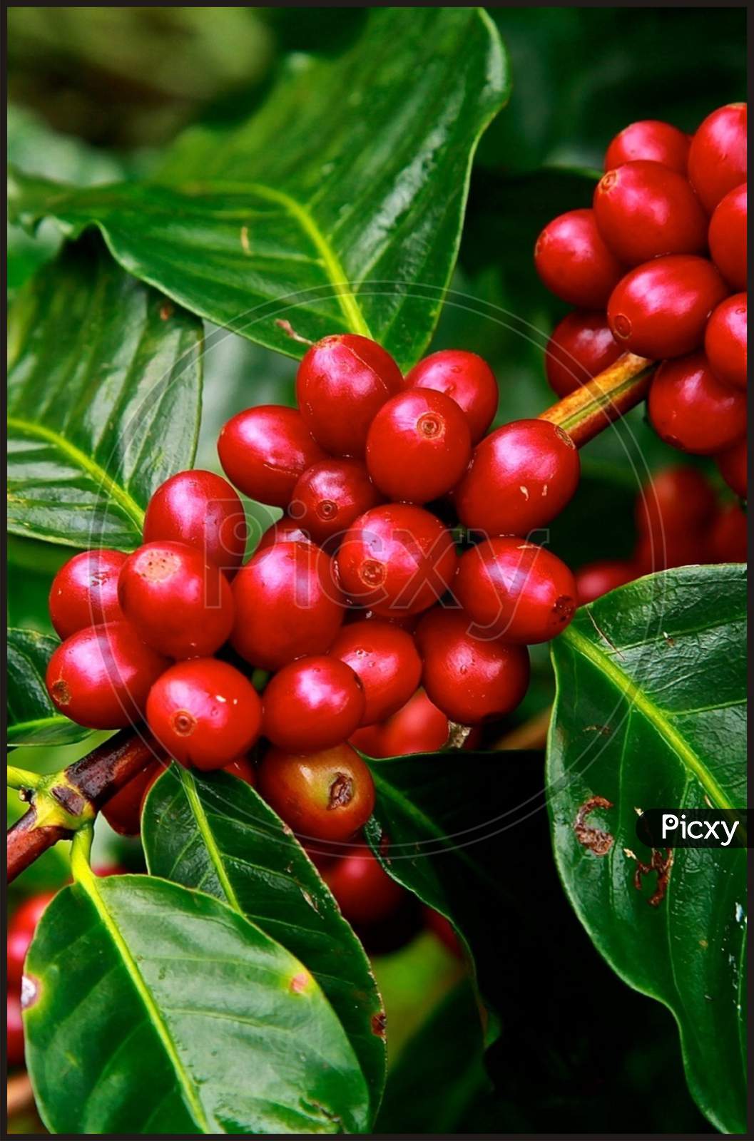 Coffee Beans plant red fruit