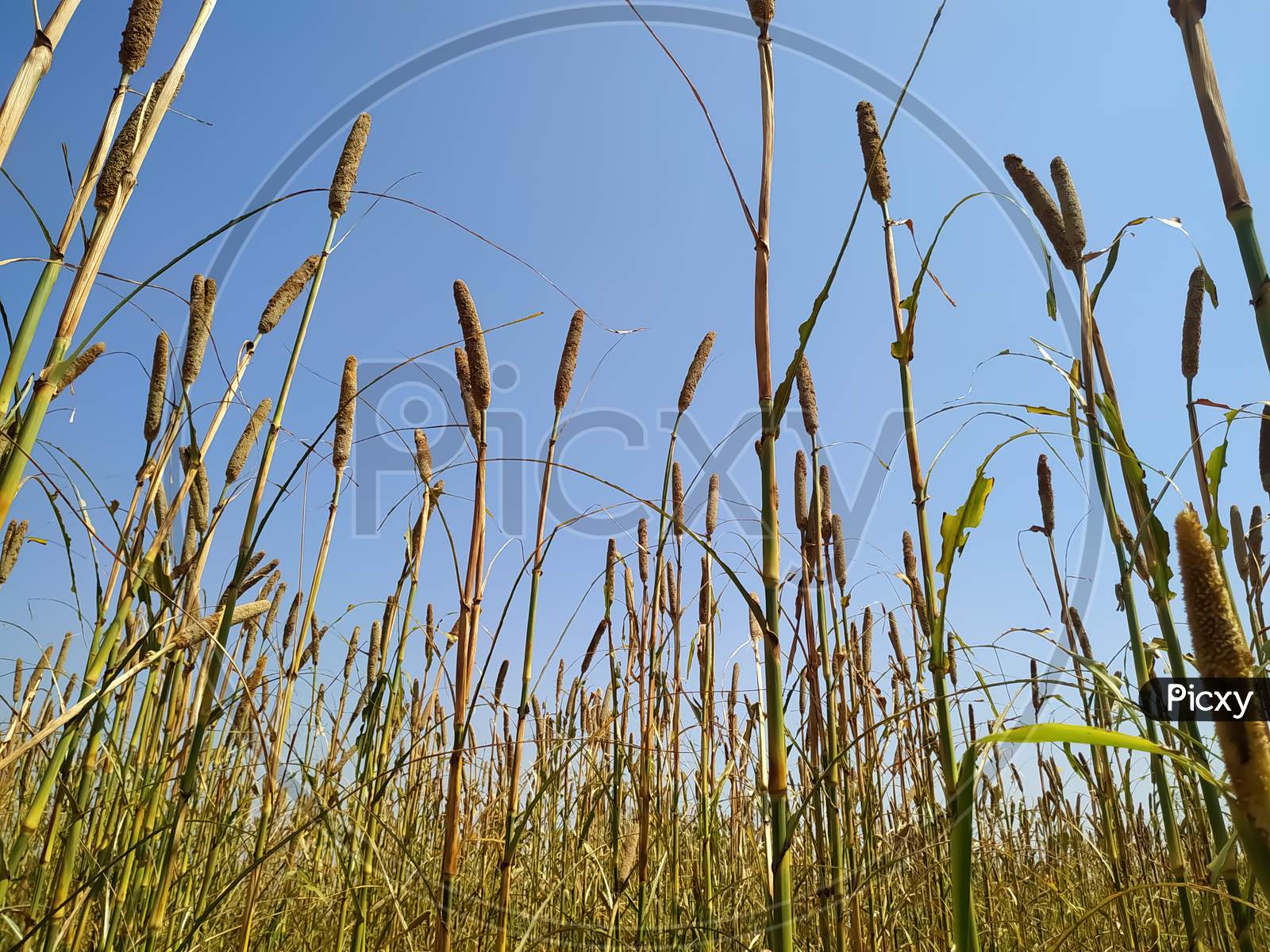 Millet Field