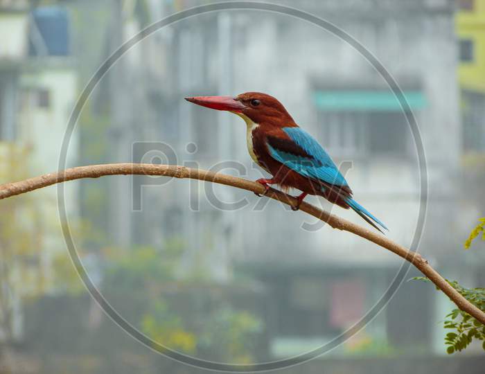 kingfisher bird