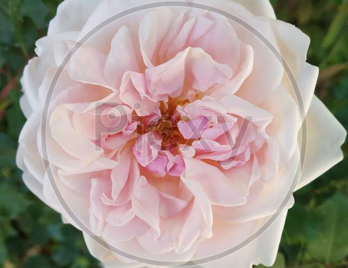 Rose flower light pink color