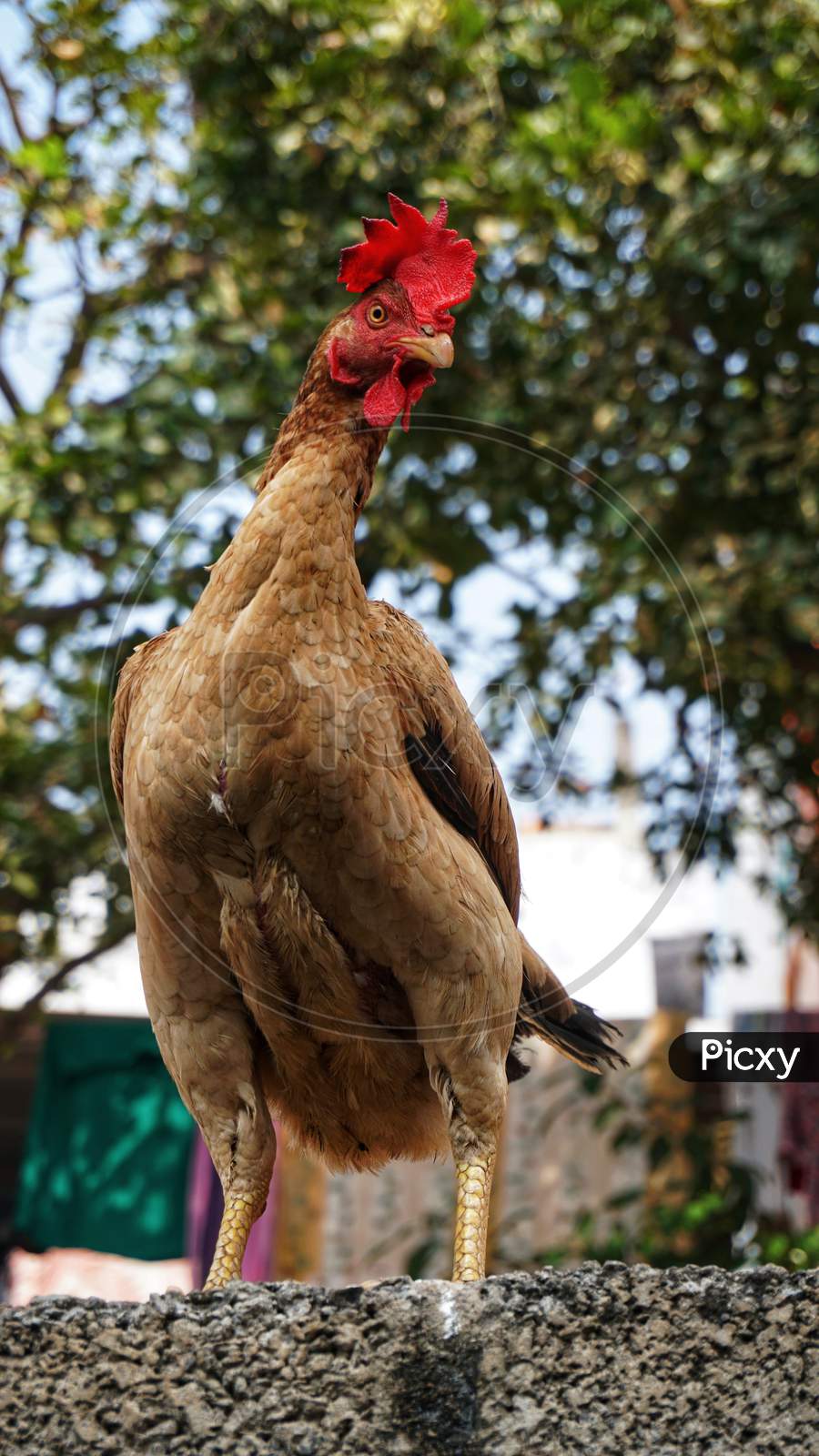 Image of Indian Red and Black brown chicken Male and female cock used for  in battle-OC040590-Picxy