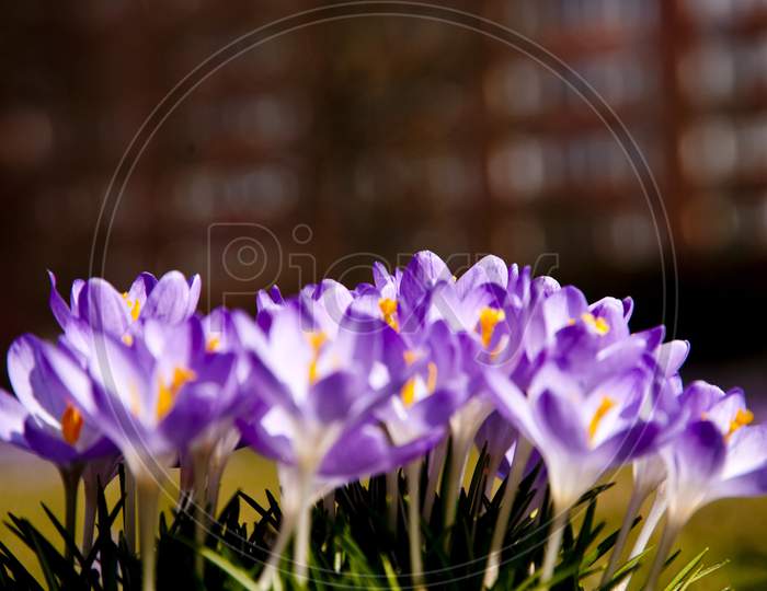 Close Up Of Crocus Flowers In Spring