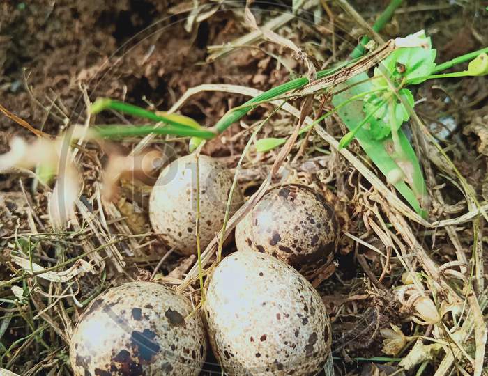 Bird egg 🥚