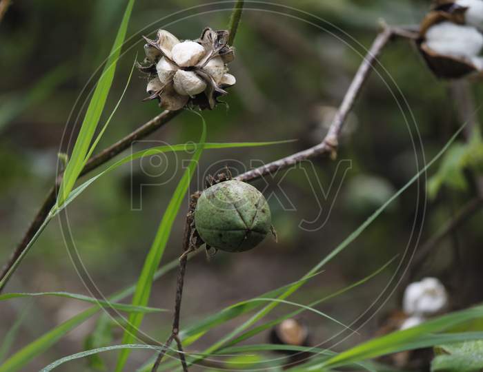 cotton seed and flowers