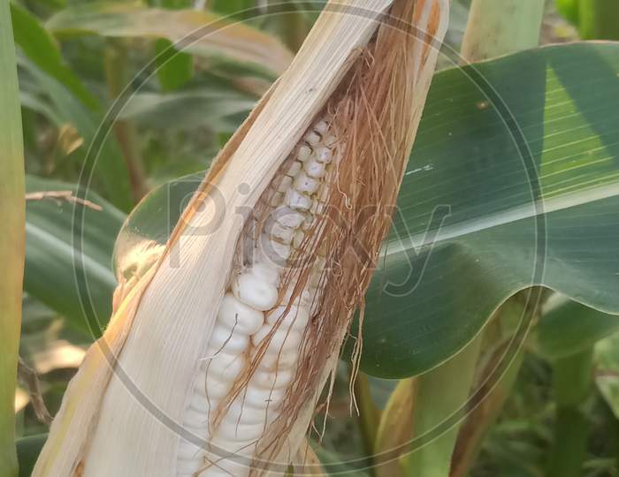 Corn on the cob, corn plant