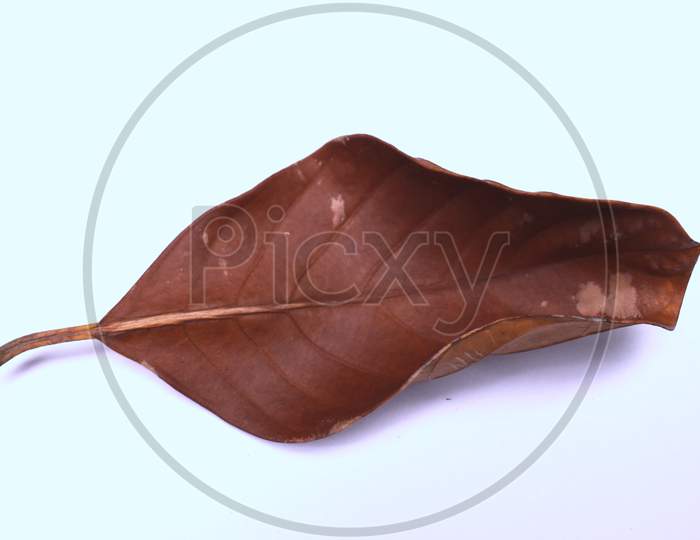 Dry and Curved Brown Colored Leaf