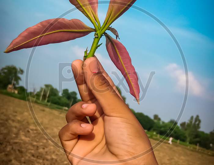 Plant leaf holding in a hand