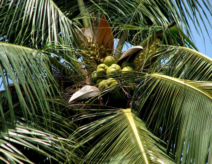 Coconut On Tree