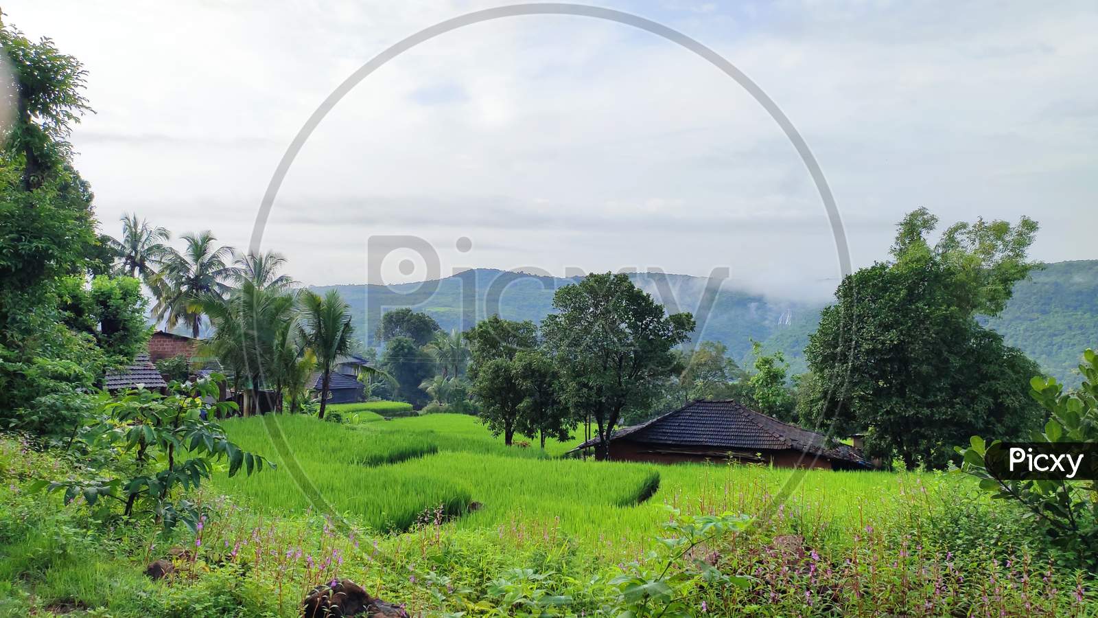 Rice plants landscape