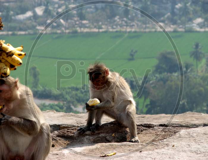 Indian Rhesus Macaque Eating Banana