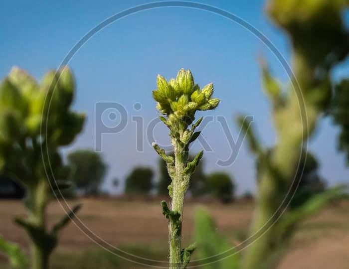 Achyranthes aspera, Modern plant apamarga medicine