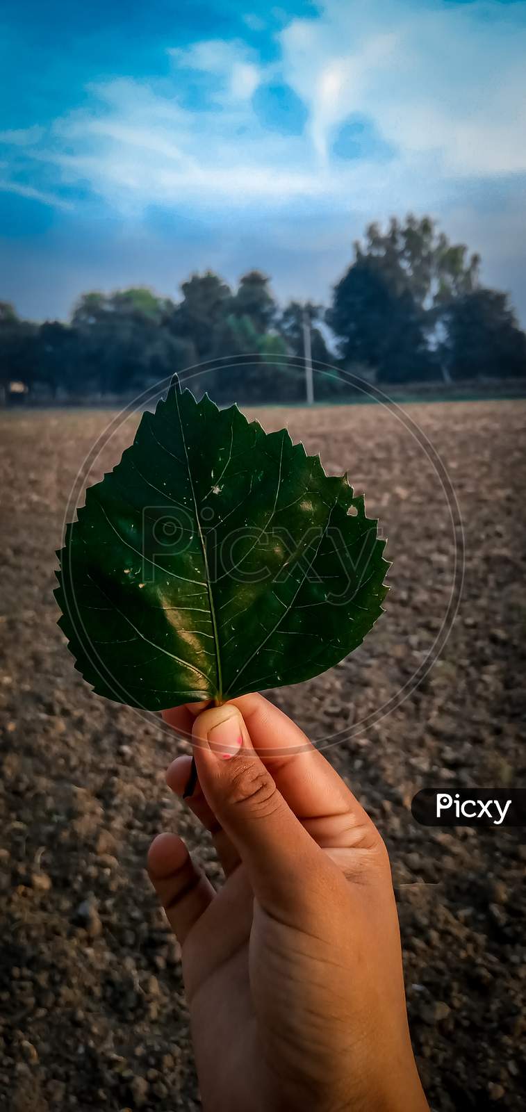 Plant leaf holding in a hand