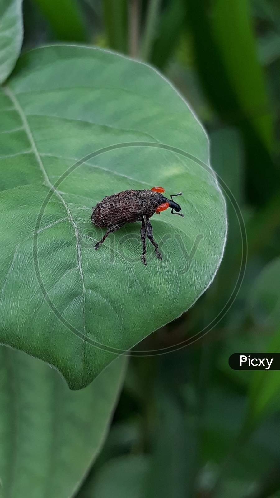 Big red eye weevil very rare image