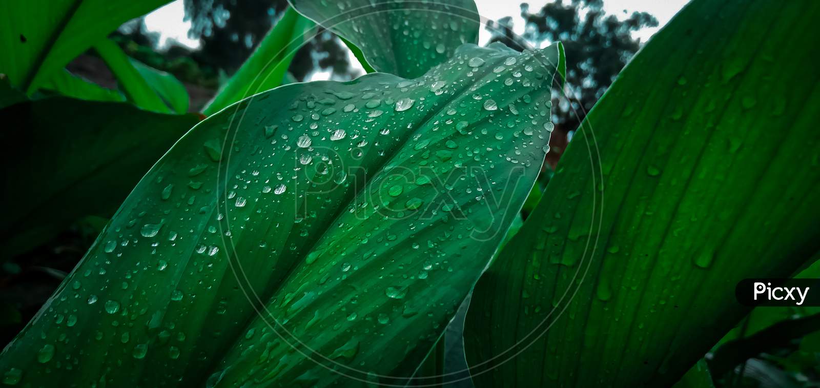 Water drops on a green leaves