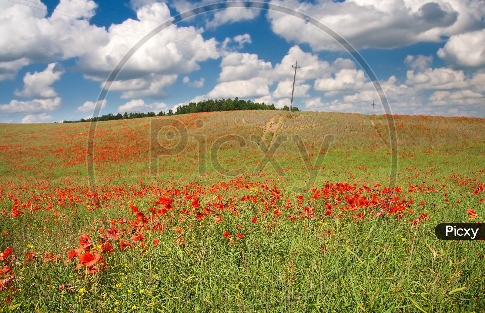 Red Poppy'S Field Under Blue Sky With Clouds