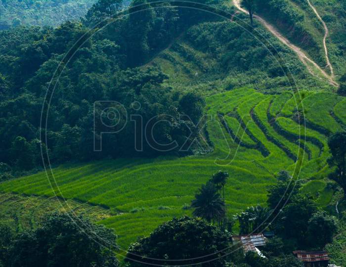 Terrace Farming Nepal