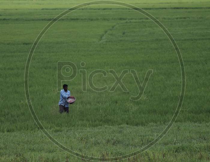 farmer sprinkling urea and potash in the rice fields