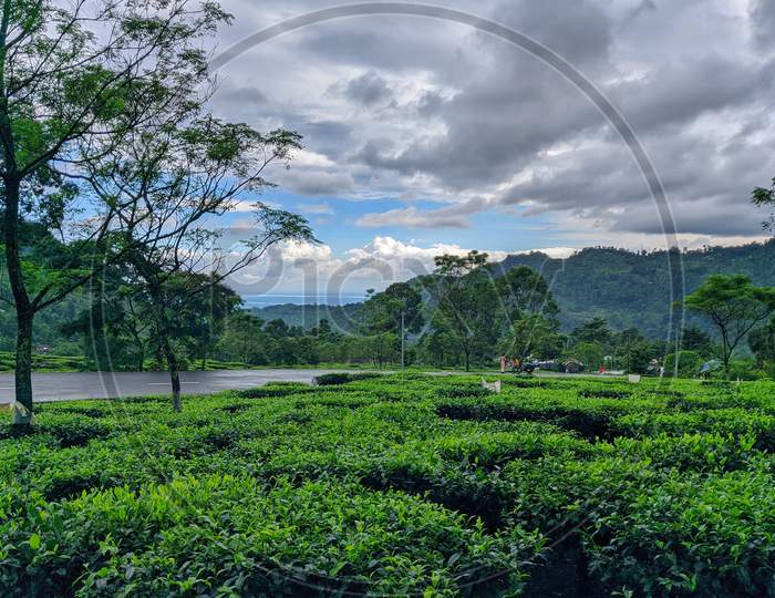 Serenity, Mountain Tea Garden, Landscape Photo