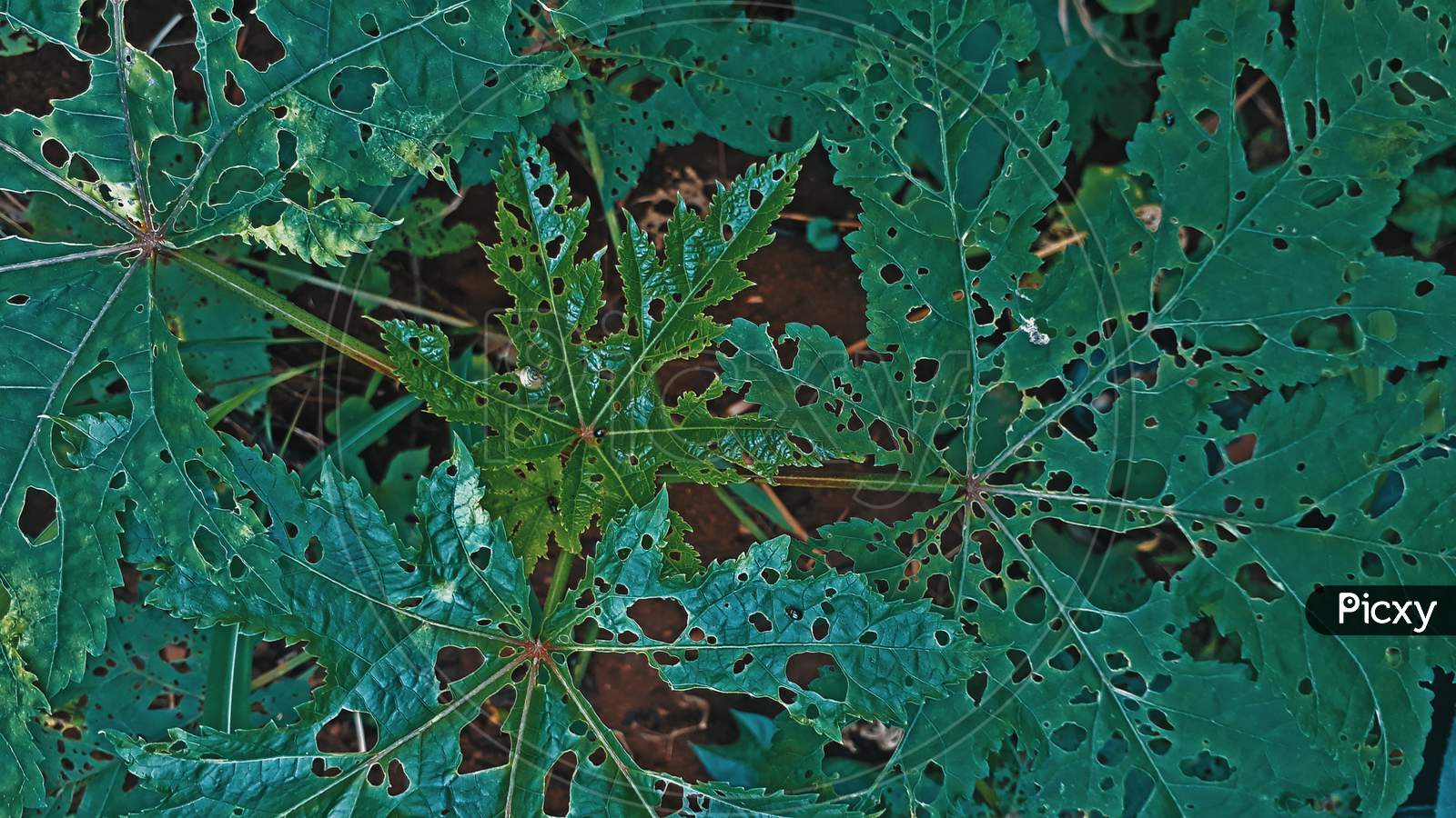 Eaten Leaf by Insects