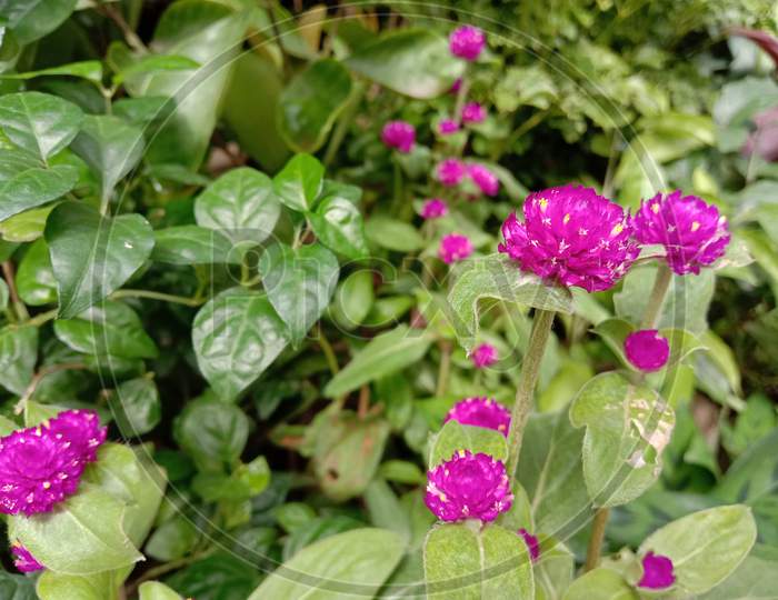 Pink Color Flower With Green Tree