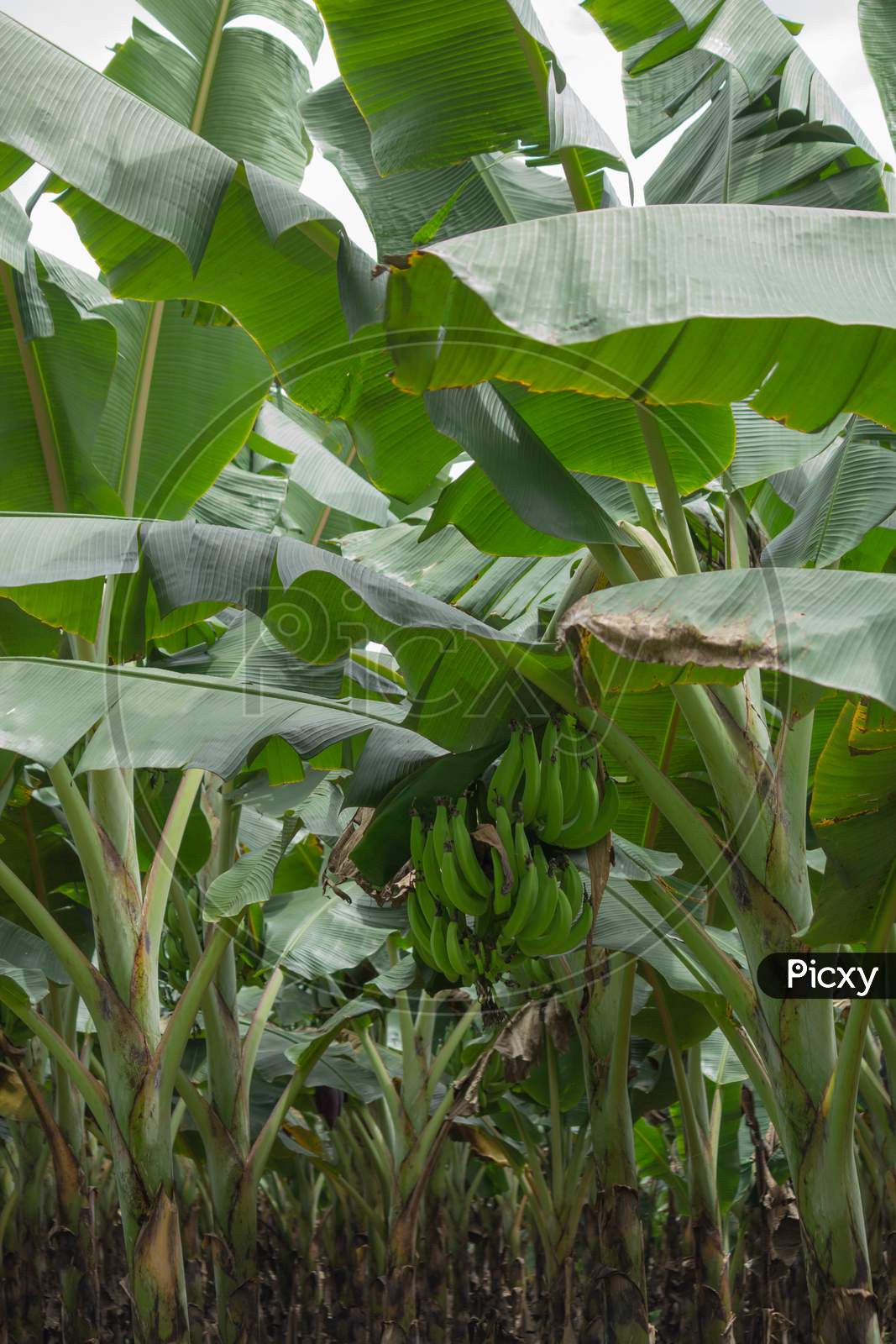 A Beautiful Close up Picture of  Fresh Banana fruits on a Plant grown at a  rural field near Mysuru in Karnataka/India.