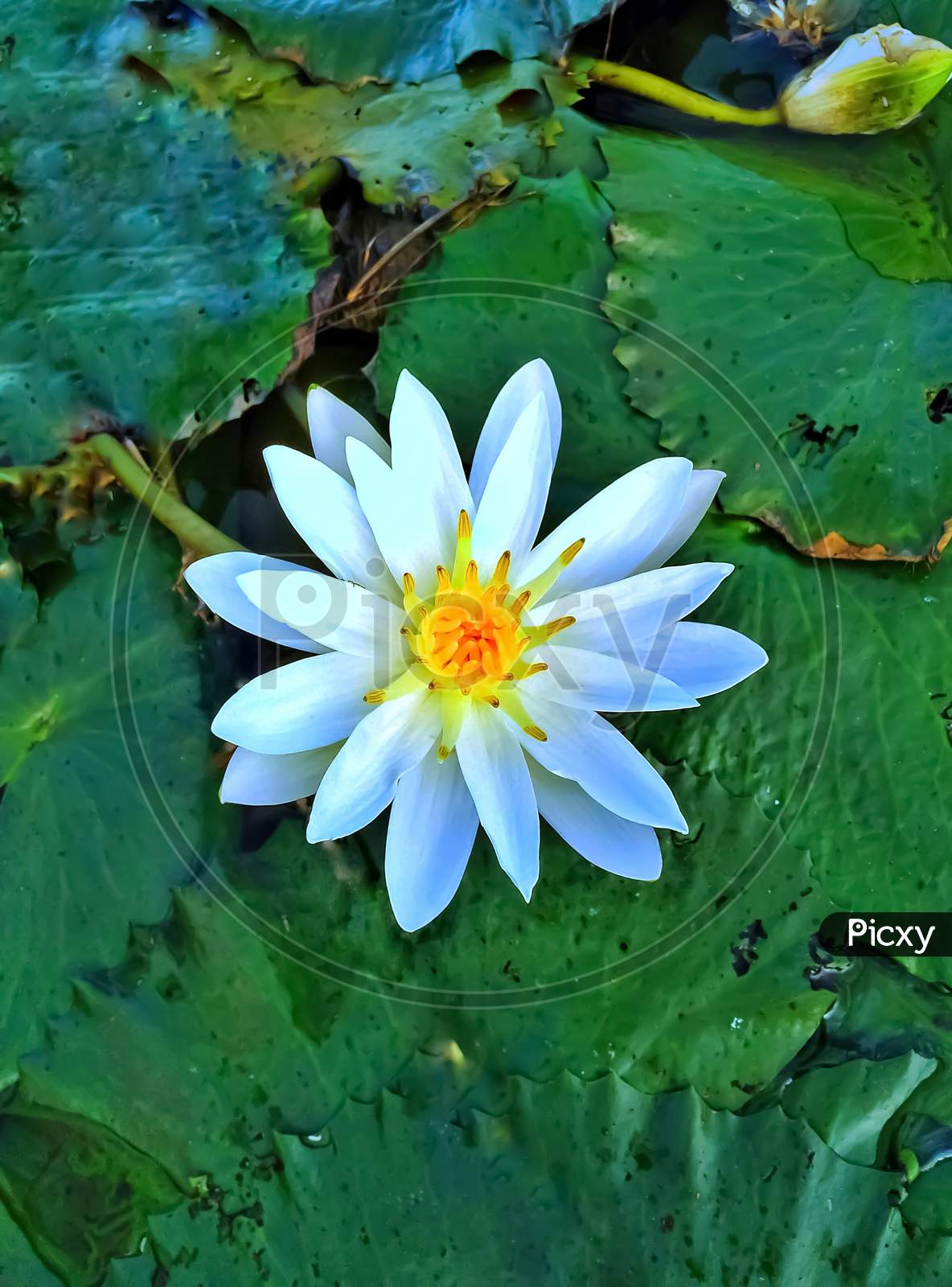 White Water Lilly in River