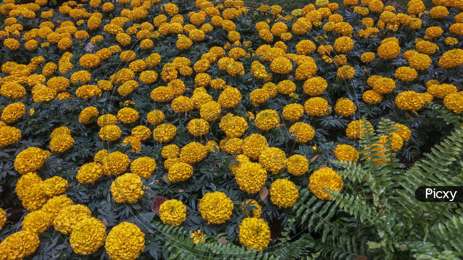 Marigold Flower Bed