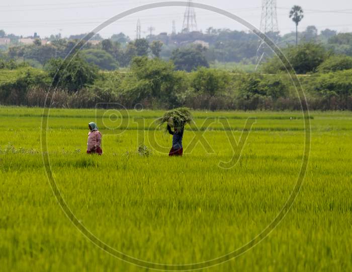 Women carrying grass on the head in agriculture field