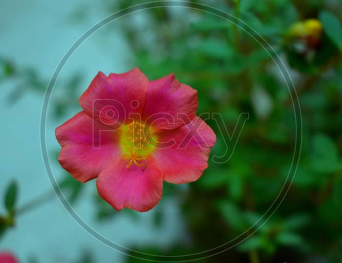 Beautiful Pink Mature Flower with Blur Background.