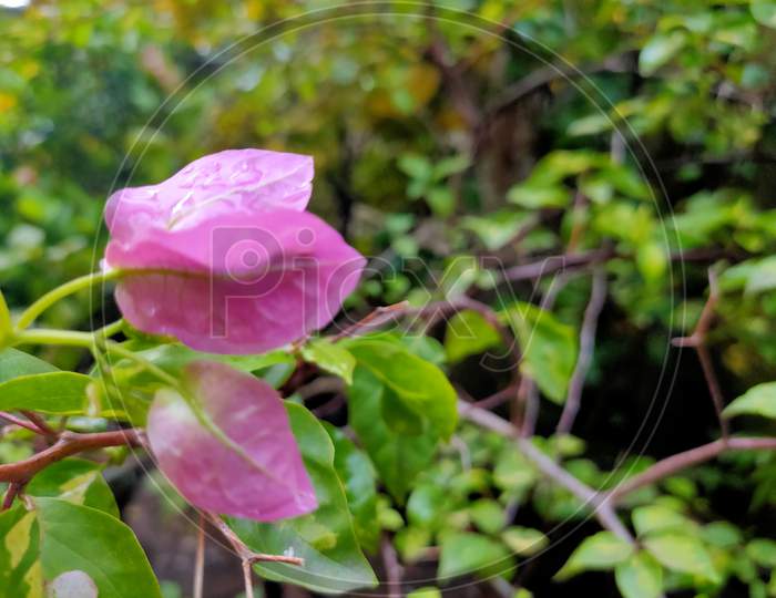 pink Bougainville flower October 2020
