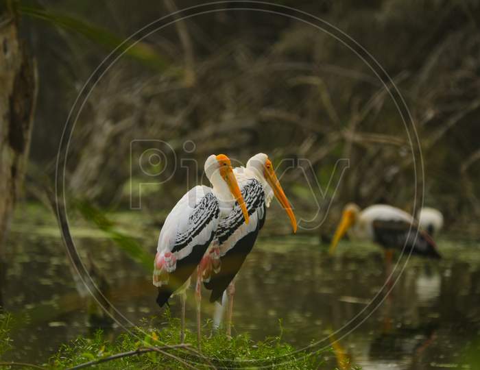 Yellow-billed stork birds