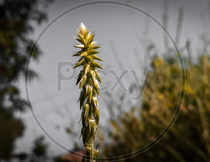 Achyranthes aspera, Modern plant apamarga medicine
