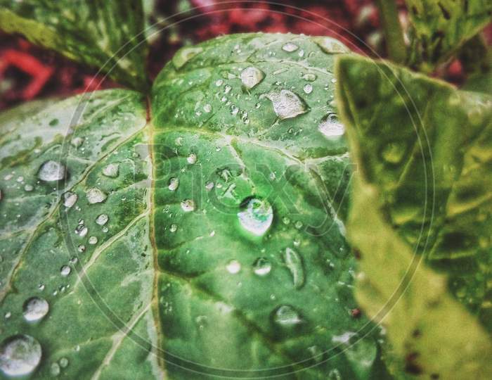 Drops On Leaf