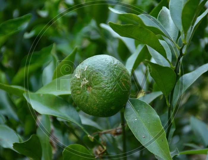 The Green Ripe Orange With Leaves And Branch In The Garden.