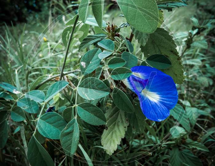 Natural blue flower image