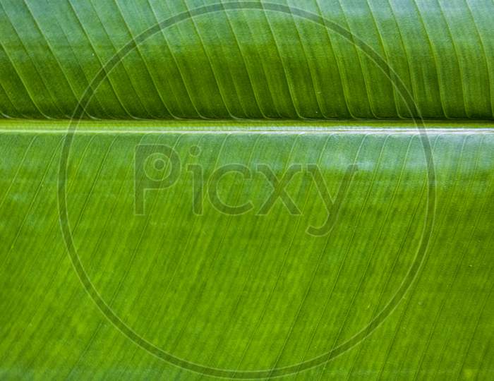Banana Leaf Texture From Top View
