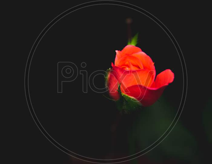 Single Red Rose Flower Isolated On Black Background, Symbol Of True Love.
