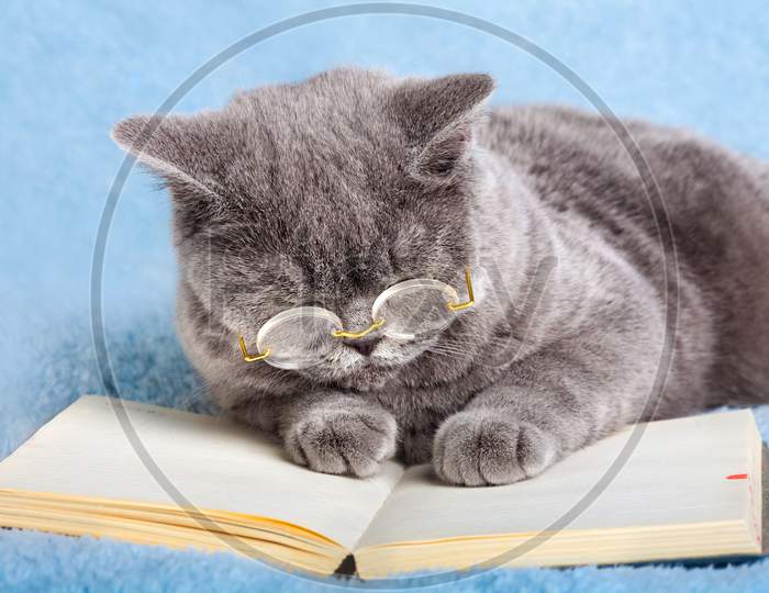 Cat With Glasses Lying On The Datebook