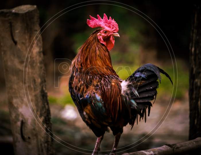 Indian Red and Black brown chicken Male and female cock used for in battle