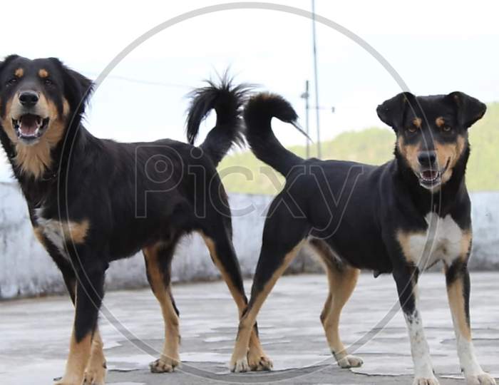 Two black indian dog