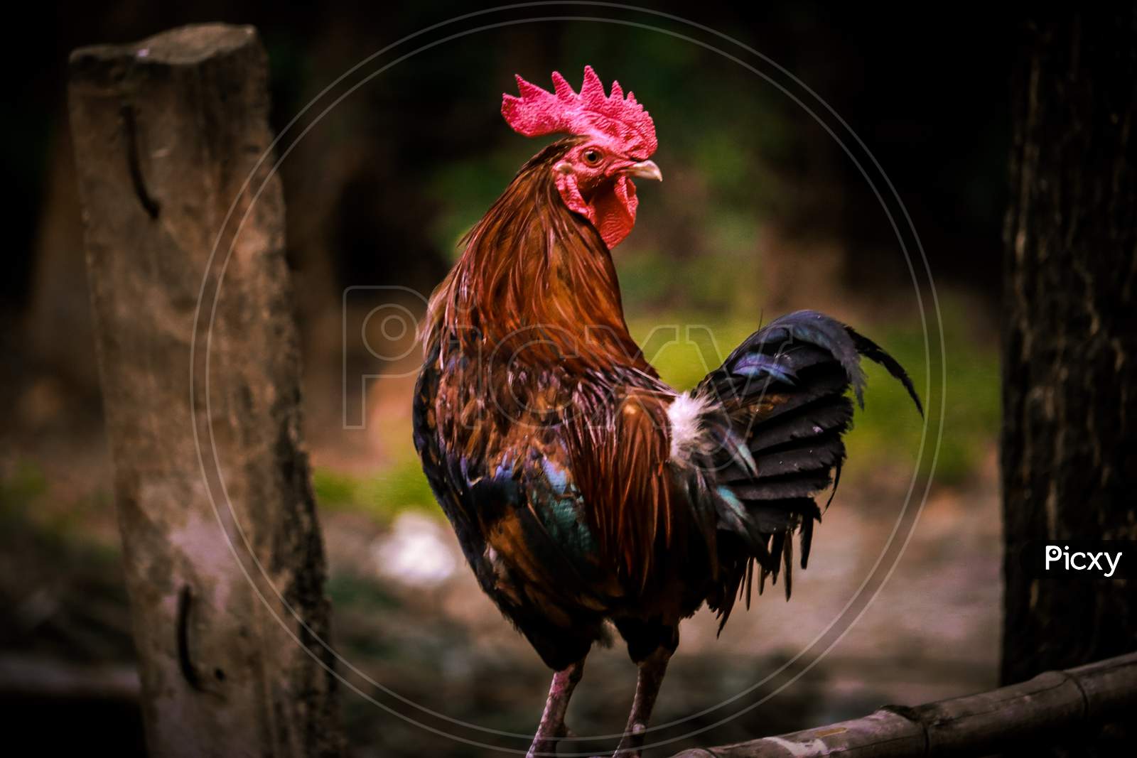 Image of Indian Red and Black brown chicken Male and female cock used for  in battle-QC437138-Picxy