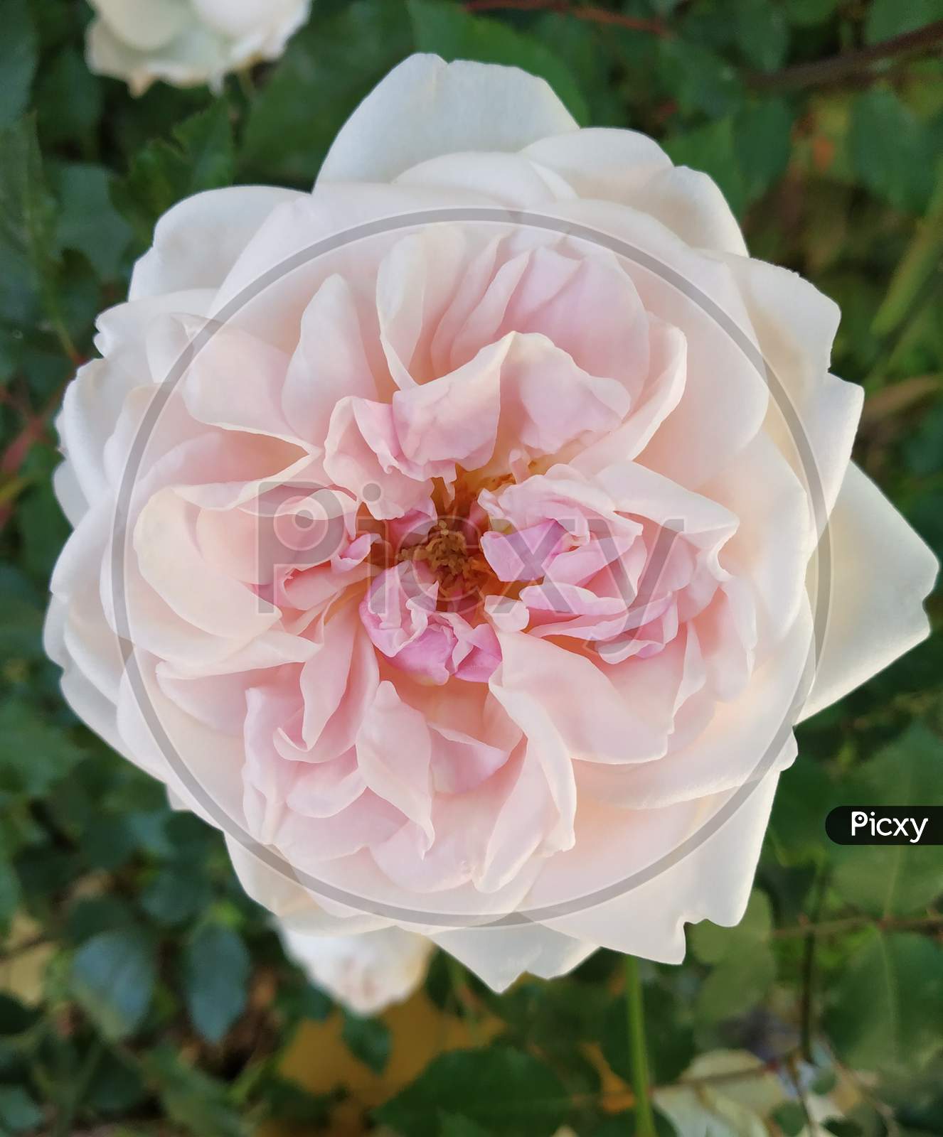 Rose flower light pink color