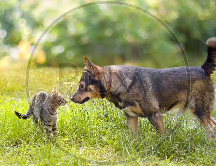 Cat And Dog Playing On The Grass