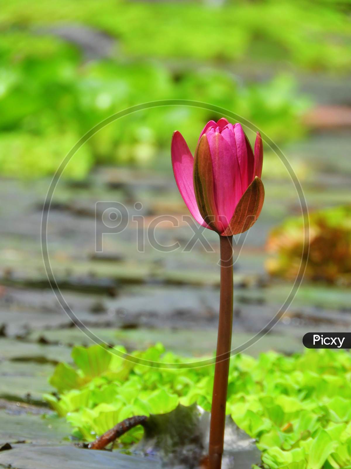 The water lily starts to bloom.