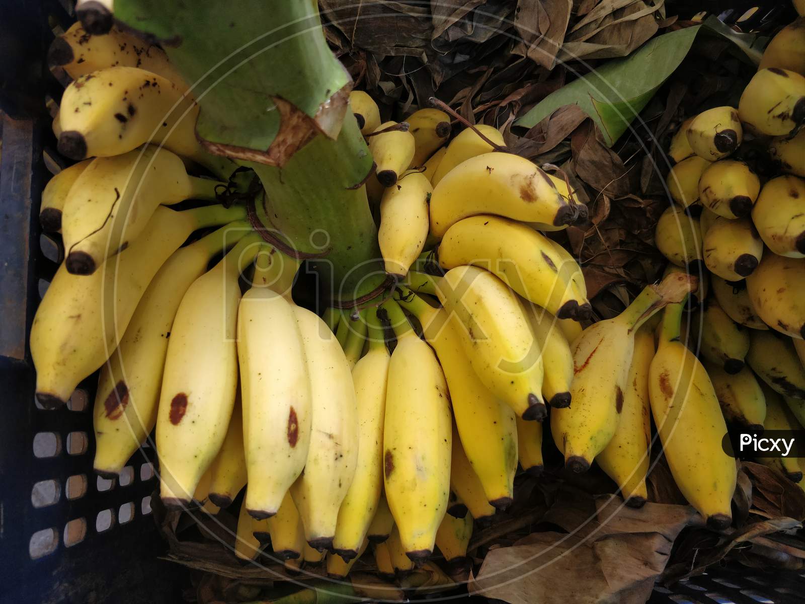 Banana for sale backgrounds