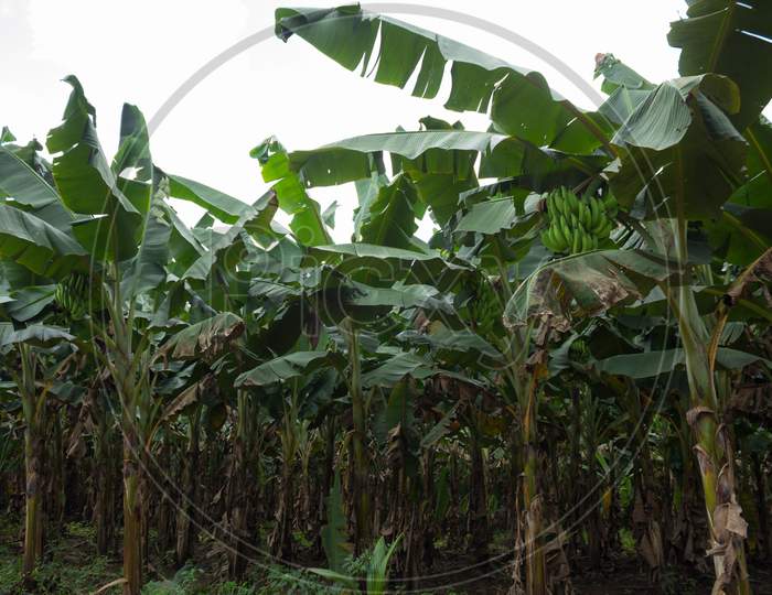 A Pleasing view of organically grown Banana Plants with fruits grown at a  rural field near Mysuru in Karnataka/India.