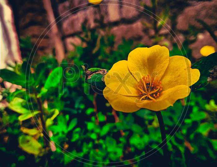 Orenge flower beautiful blur